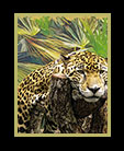 Dreaming Jaguar in Belize thumbnail